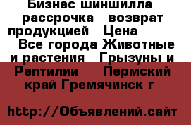 Бизнес шиншилла, рассрочка - возврат продукцией › Цена ­ 4 500 - Все города Животные и растения » Грызуны и Рептилии   . Пермский край,Гремячинск г.